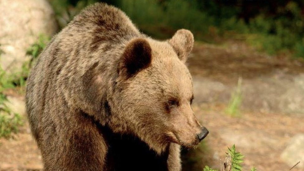 File pic of a bear in the Trentino area of Italy
