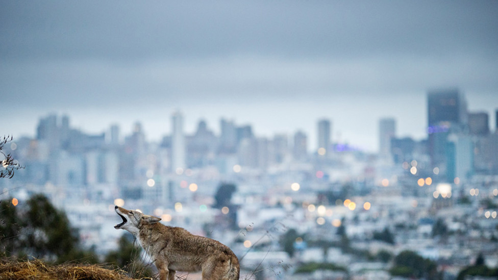Kojoti u San Francisku, u Kaliforniji