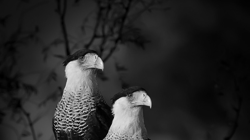Dve ptice karakara na grani drveta u Teksasu