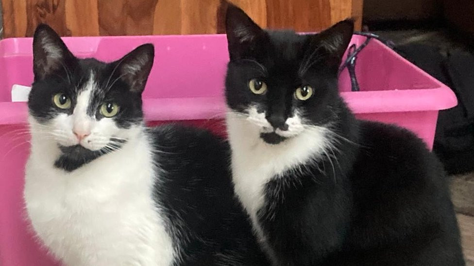 Harry on the left, Luna on the right