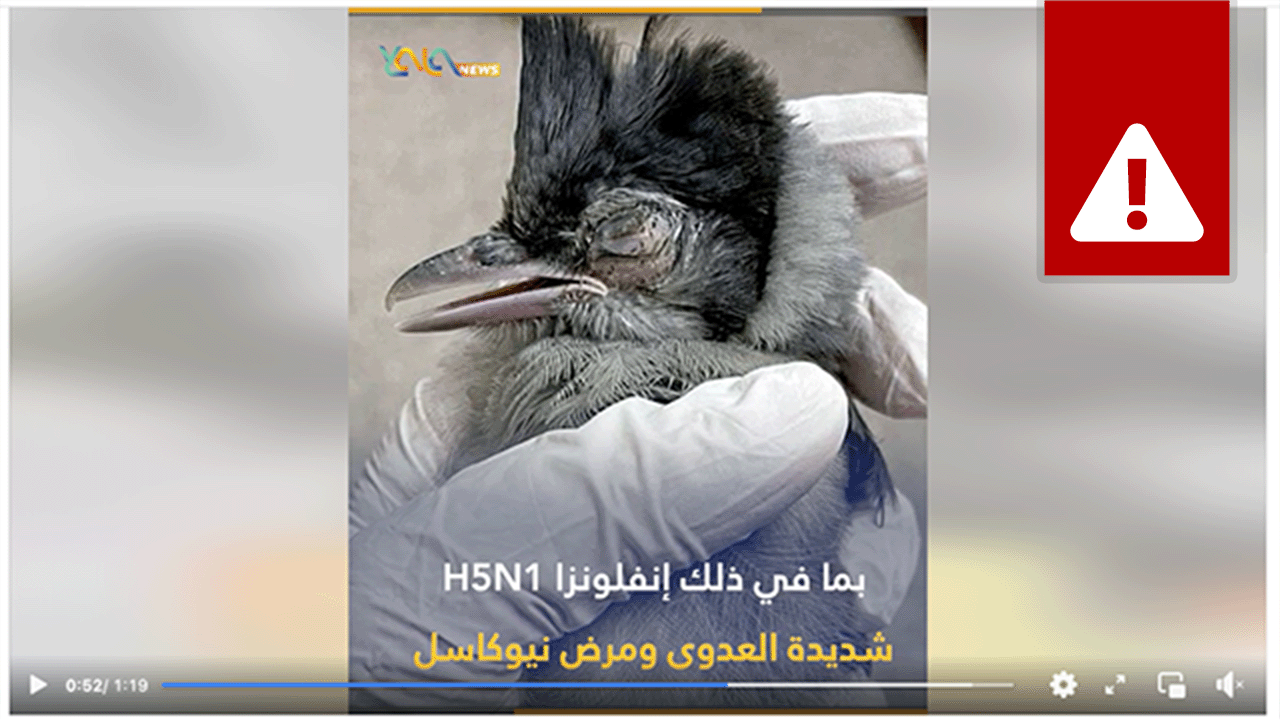 Screenshot of a false story about birds as bioweapons