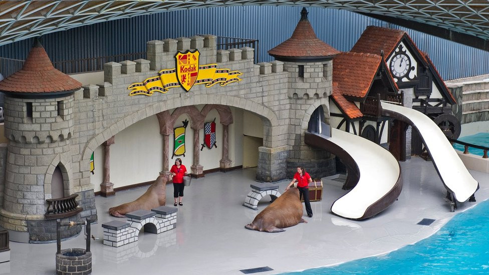 Smooshi (left) performs in Marineland's King Waldorf Stadium with fellow walrus Buttercup on Tuesday 3 July 2012 in Niagara Falls, Ontario