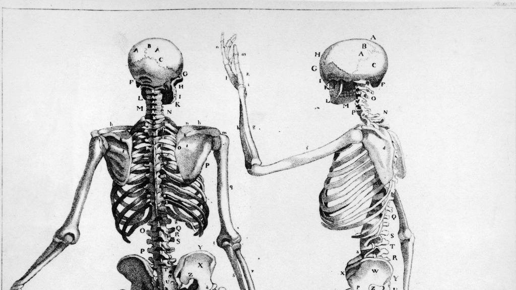 skelet čoveka