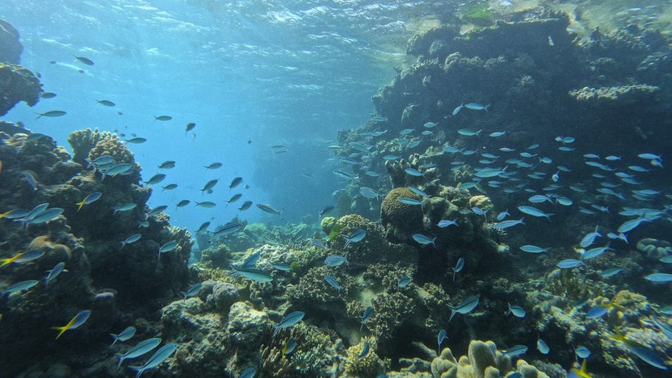 A school of fish swim through a break in the coral along the Great Barrier Reef on August 10, 2022 on Hastings Reef, Australia.
