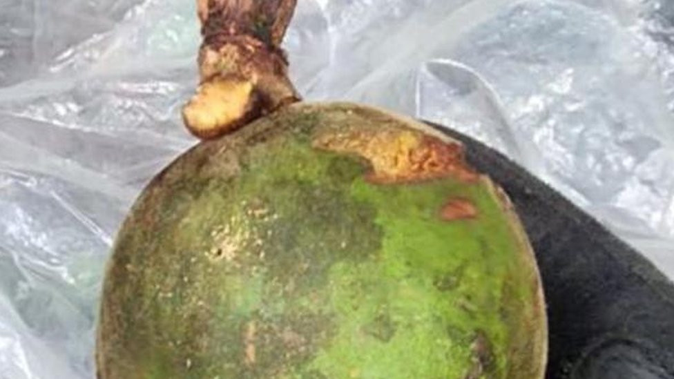 Wild fruit which appeared to have been partially eaten were found in the jungle on 30 May