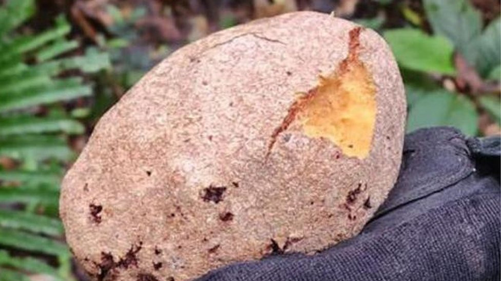 Wild fruit which appeared to have been partially eaten were found in the jungle on 30 May