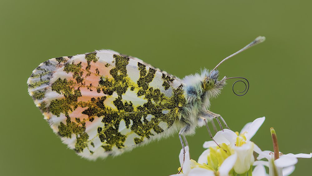 Leptir sa narandžastim krilima