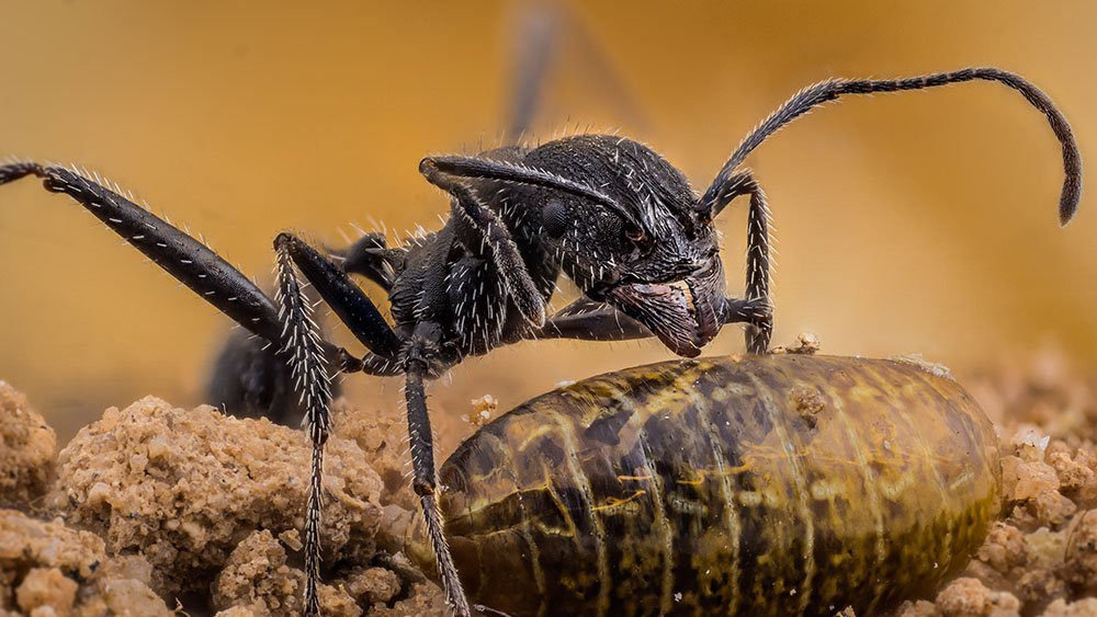 Aphaenogaster iberica