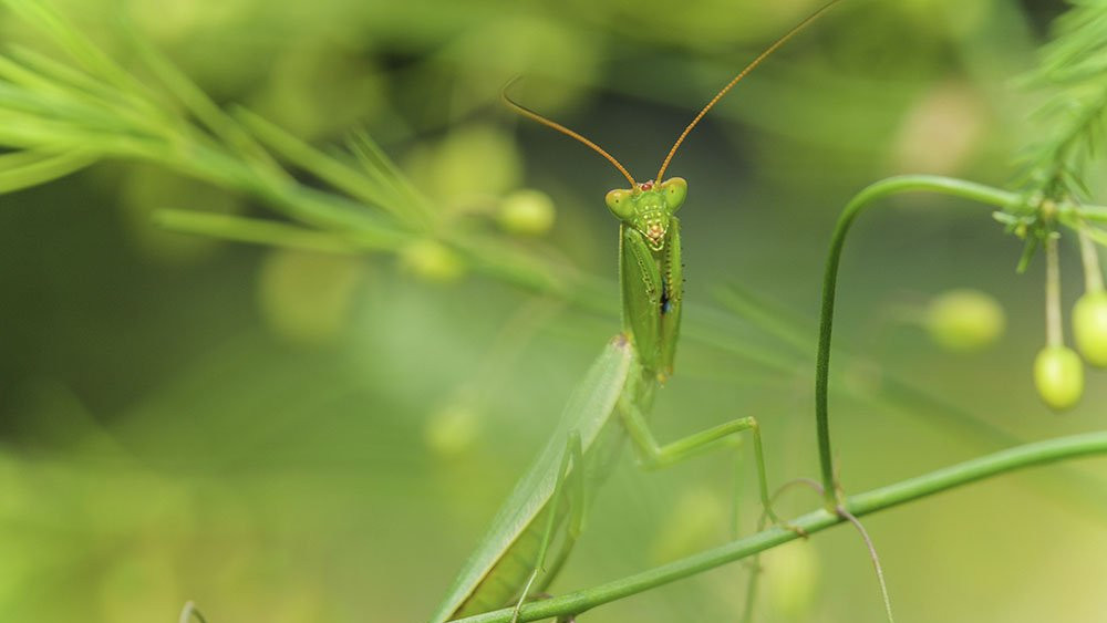 Novozelandska bogomoljka