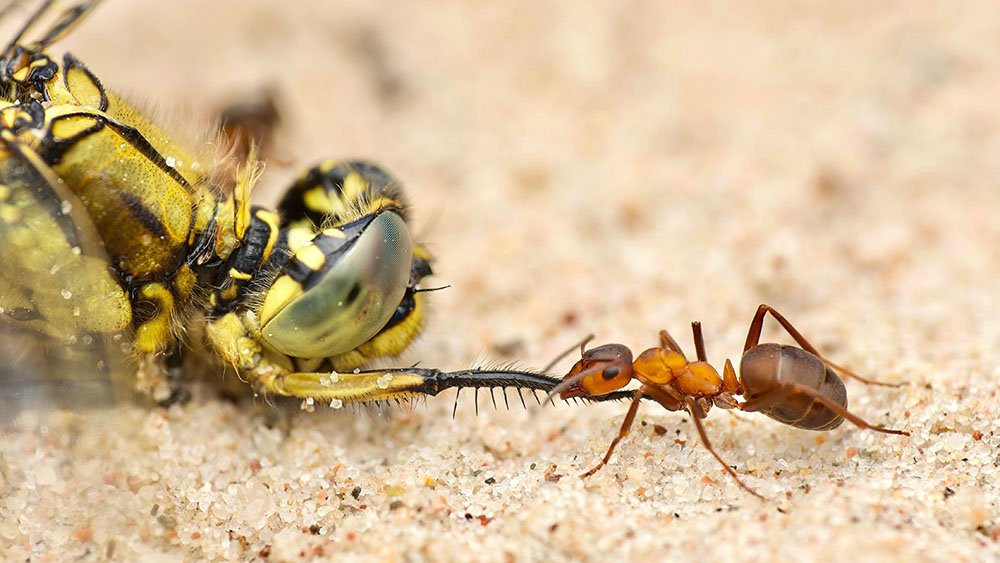 Fotografija Gustava Parenmarka