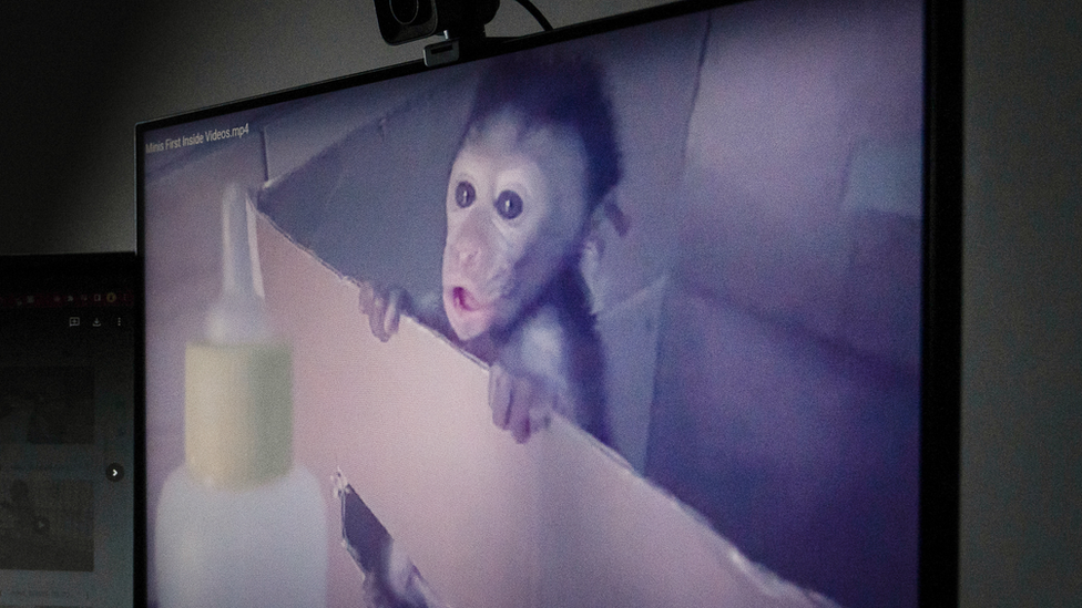 The monkey torture community began life on YouTube, before moving to encrypted messaging apps
