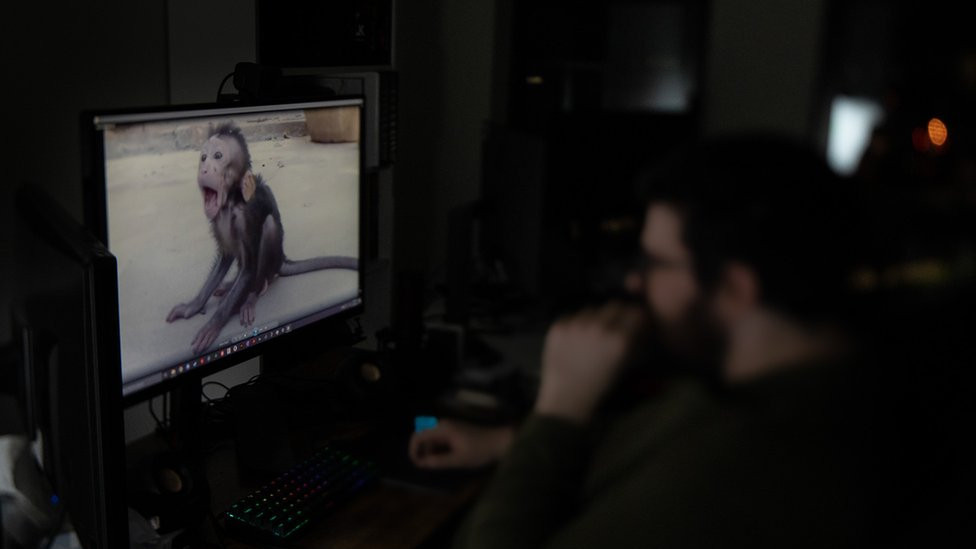 "I remember the face of every monkey and how they died," said Mr Ape