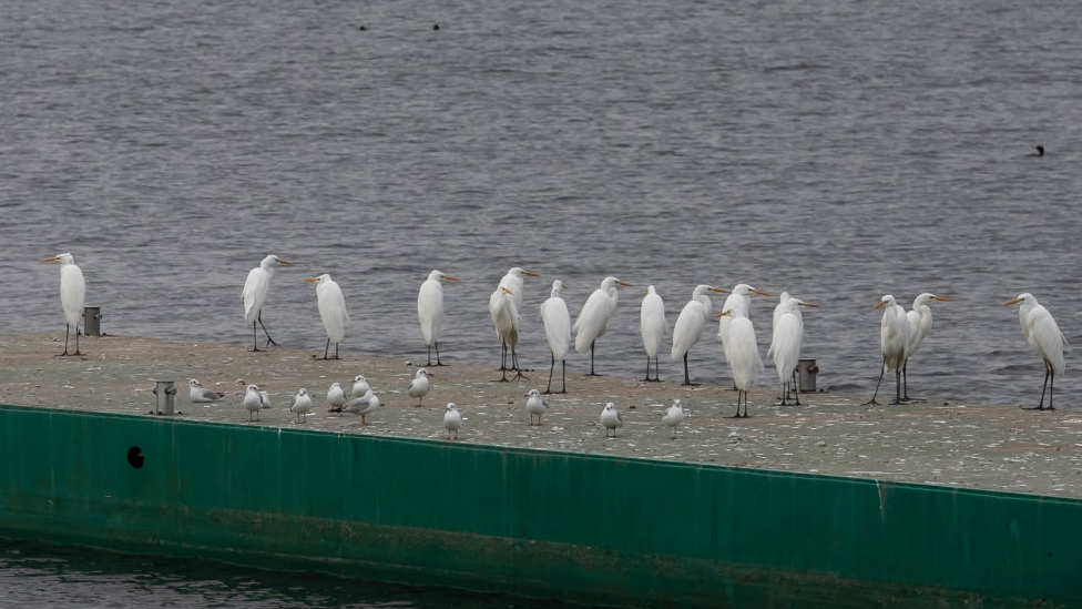Jato ptica, rezervoar Kahovka