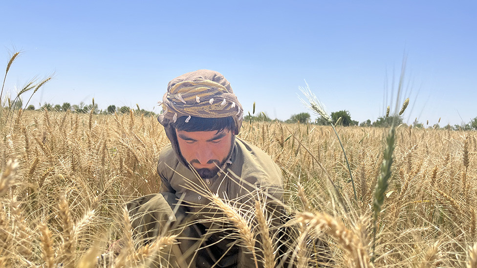 Farmer Niamatullah harvesting wheat in his fields