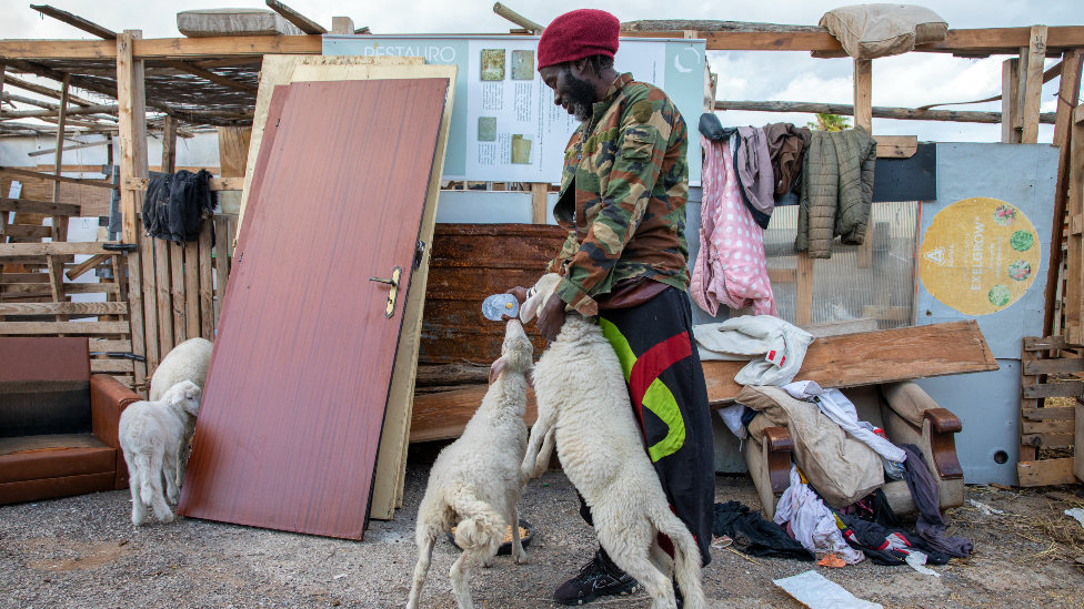 A man feeds a bottle of milk to young lambs in the ghetto outside Campobello di Mazara, Sicily, in Italy