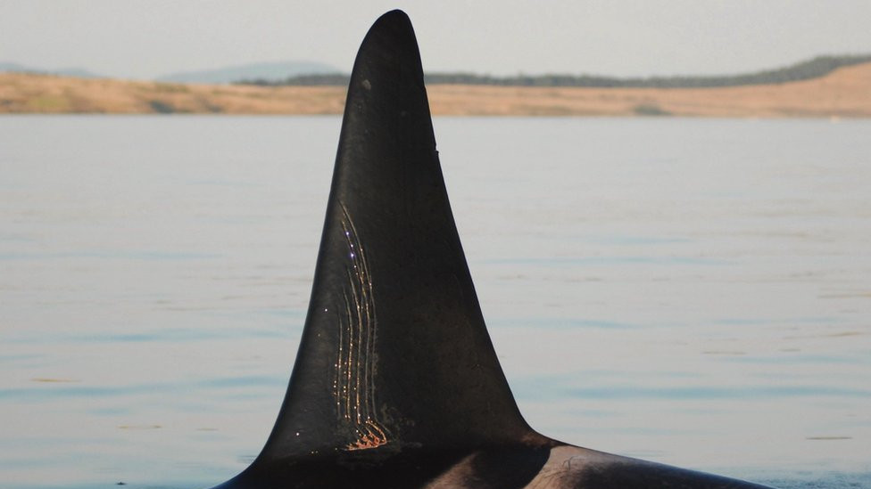 The dorsal fin of an adult male orca showing tooth rake marks from a fight