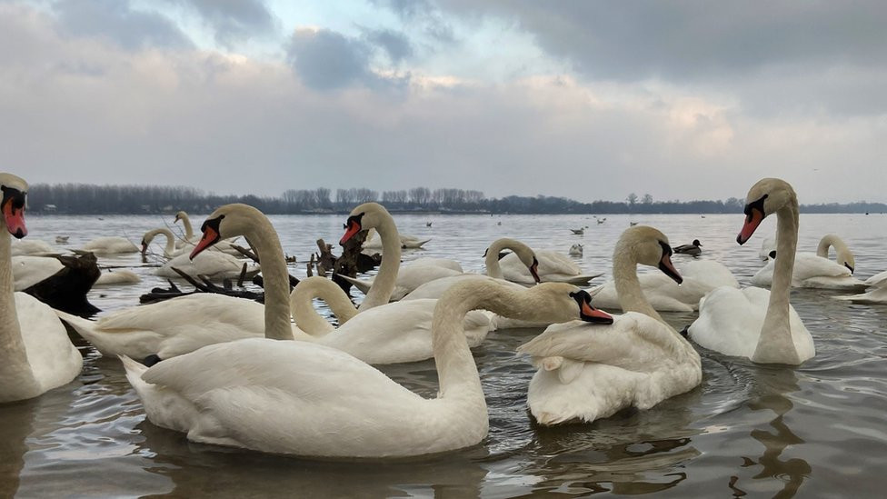 labudovi na zemunskom keju
