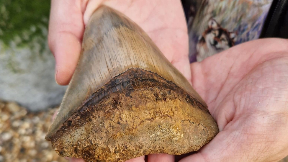 Zub megalodona dug 10 centimetara