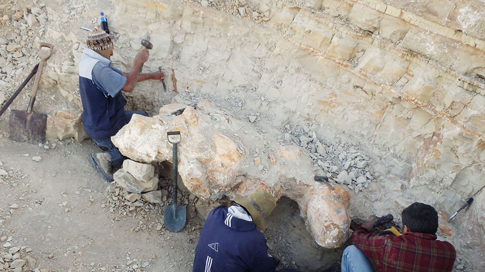 Iskopavanje Perucetus-a