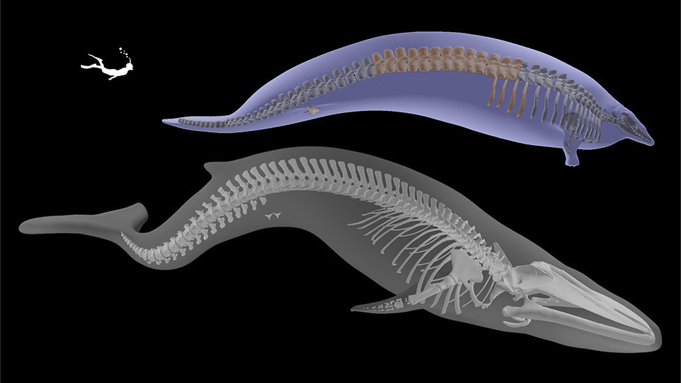 Perucetus / Hope poređenje