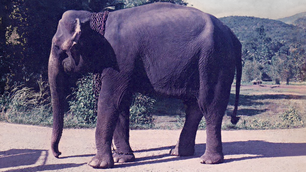 Manike the elephant