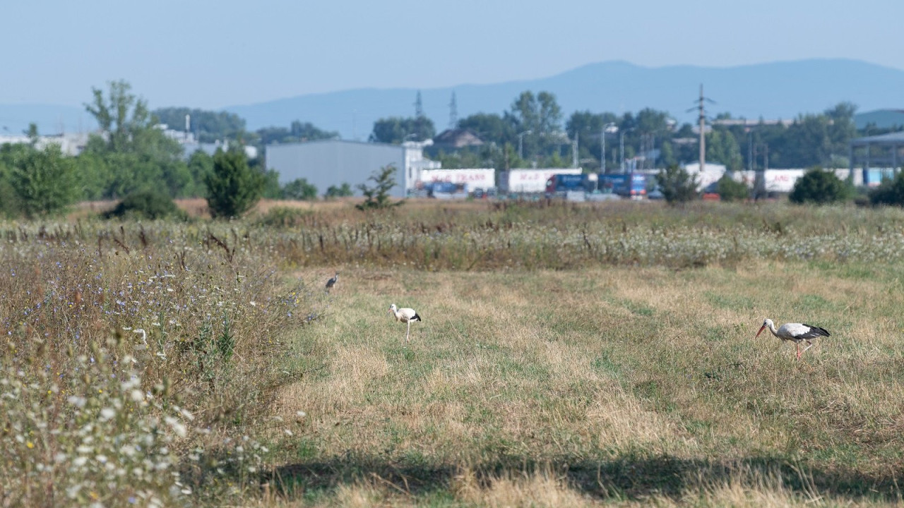 Rode Donje Međurovo