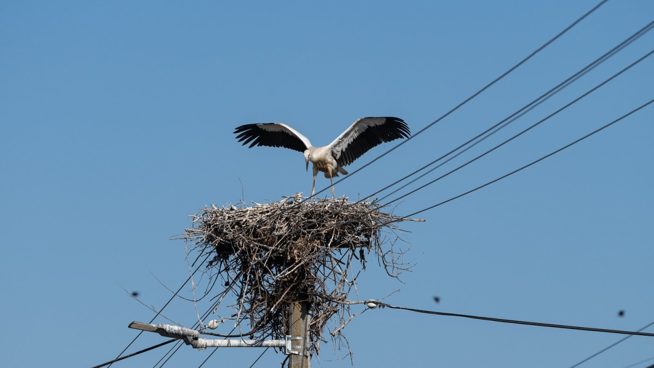 Rode Donje Međurovo