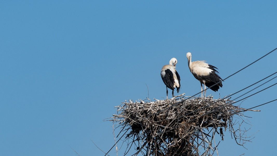 Rode Donje Međurovo