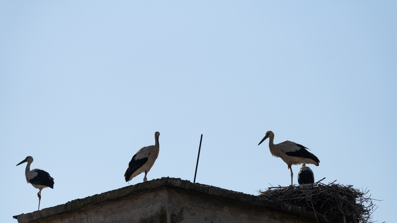 Rode Donje Međurovo
