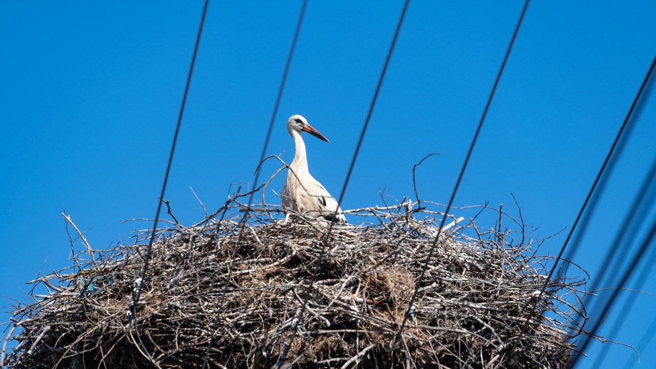 Rode Donje Međurovo