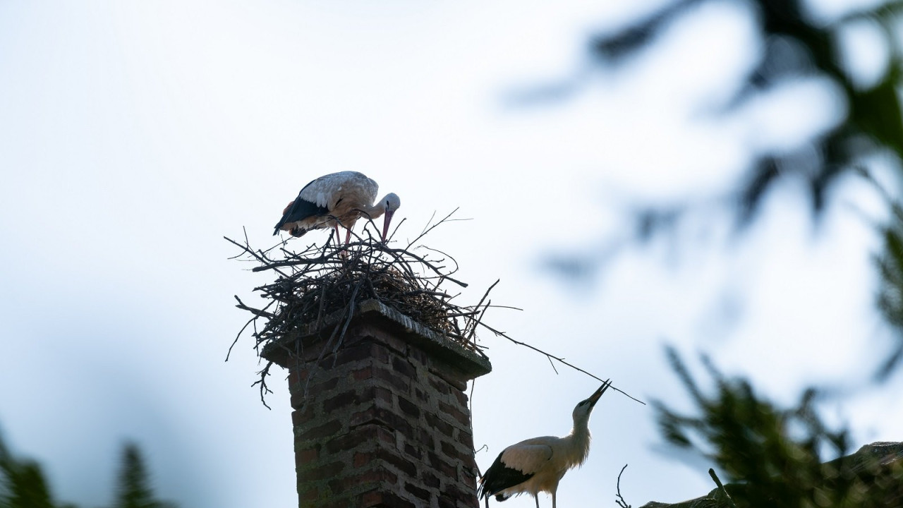 Rode Donje Međurovo