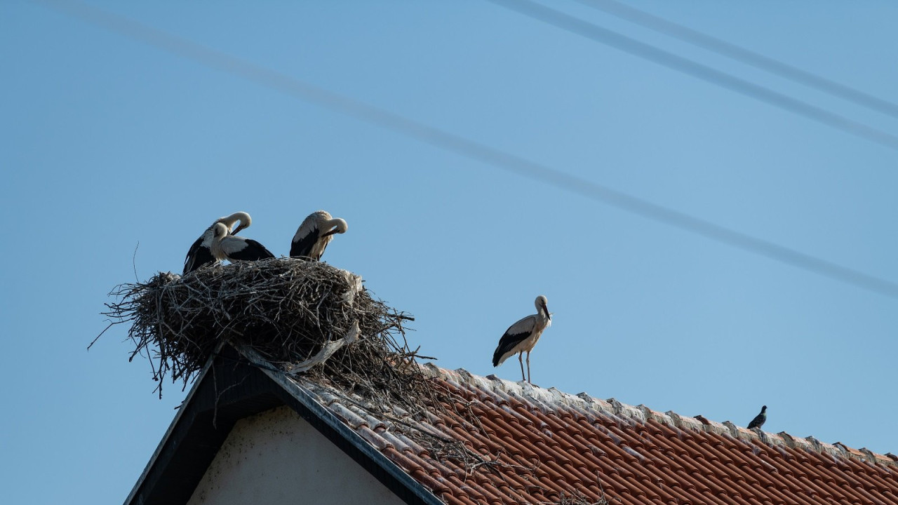 Rode Donje Međurovo