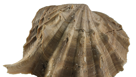 Lymnocardium pelzelni