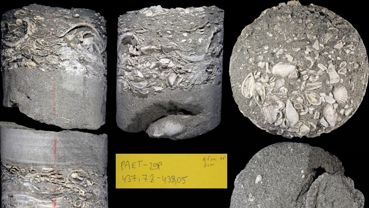 Fosili školjki i puževa u naslagama jezera Panon, ponađeni na dubini od 438 metara iz bušotine u gradu Pakšu, centralna Mađarska.