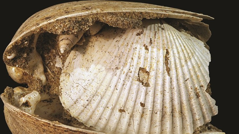 Fosili školjki iz jezera Panon