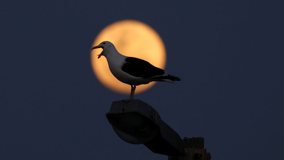 A seagull stands on a lamp post during the blue supermoon in Cape Town, South Africa. Photo: 30 August 2023