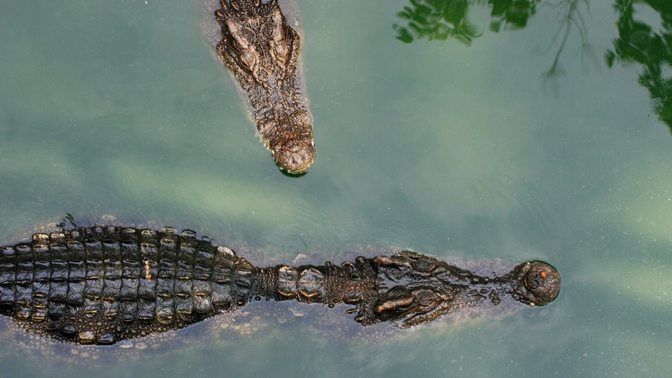 Crocodiles in water