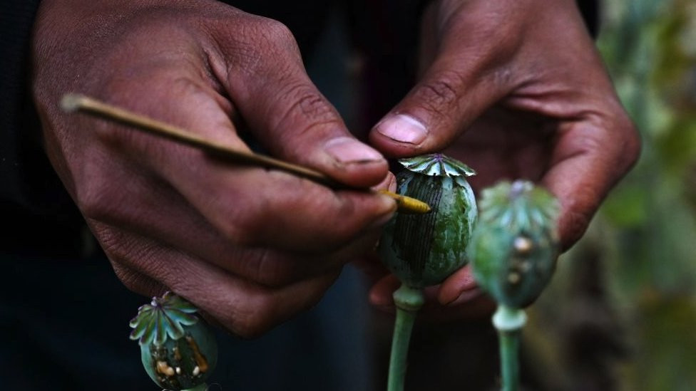 A man working at an illegal poppy field in Hopong in Shan state, Myanmar