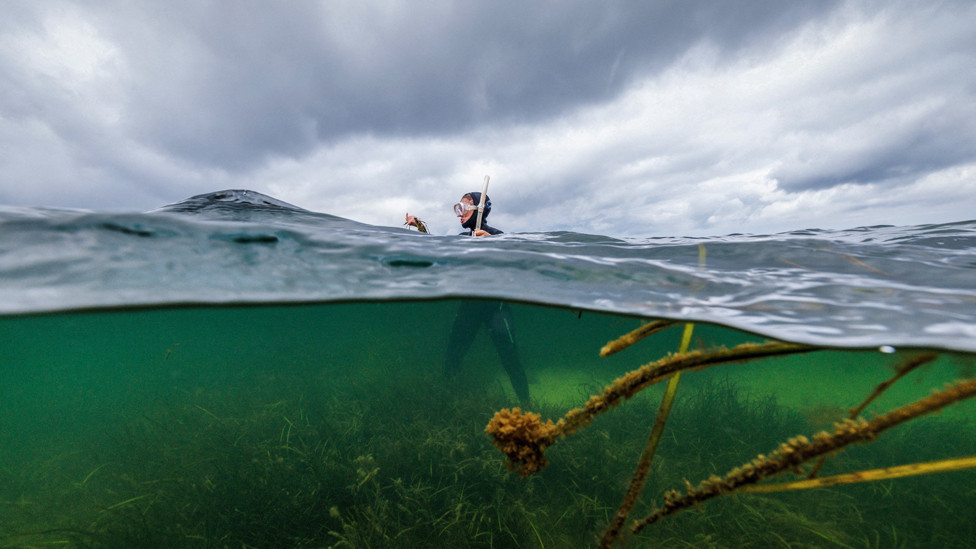 Angela Stevenson, 39, a marine scientist for Geomar, stands in a seagrass meadow while collecting flowering seagrass, in Laboe, Germany, July 10, 2023.