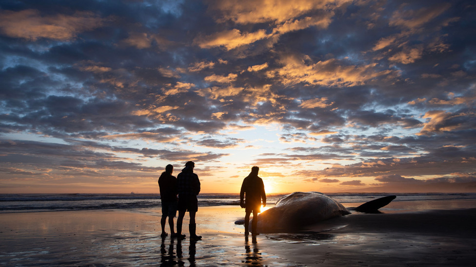 Maori perform karakia (incantations and prayer) to pay their respects to a sperm whale washed up at New Brighton, a suburb of Christchurch, New Zealand, on 5 November.