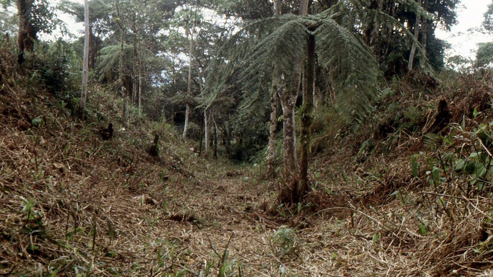 Roads, paths and canals were found connecting the platforms suggesting a large area was occupied