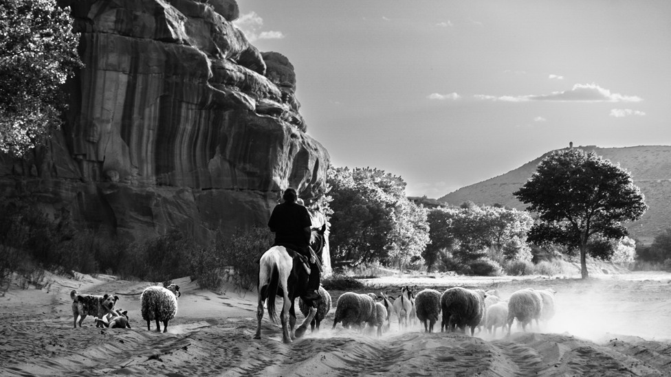 Ovce se vraćaju u tor na ulazu u kanjon. Činle, Arizona, Amerika