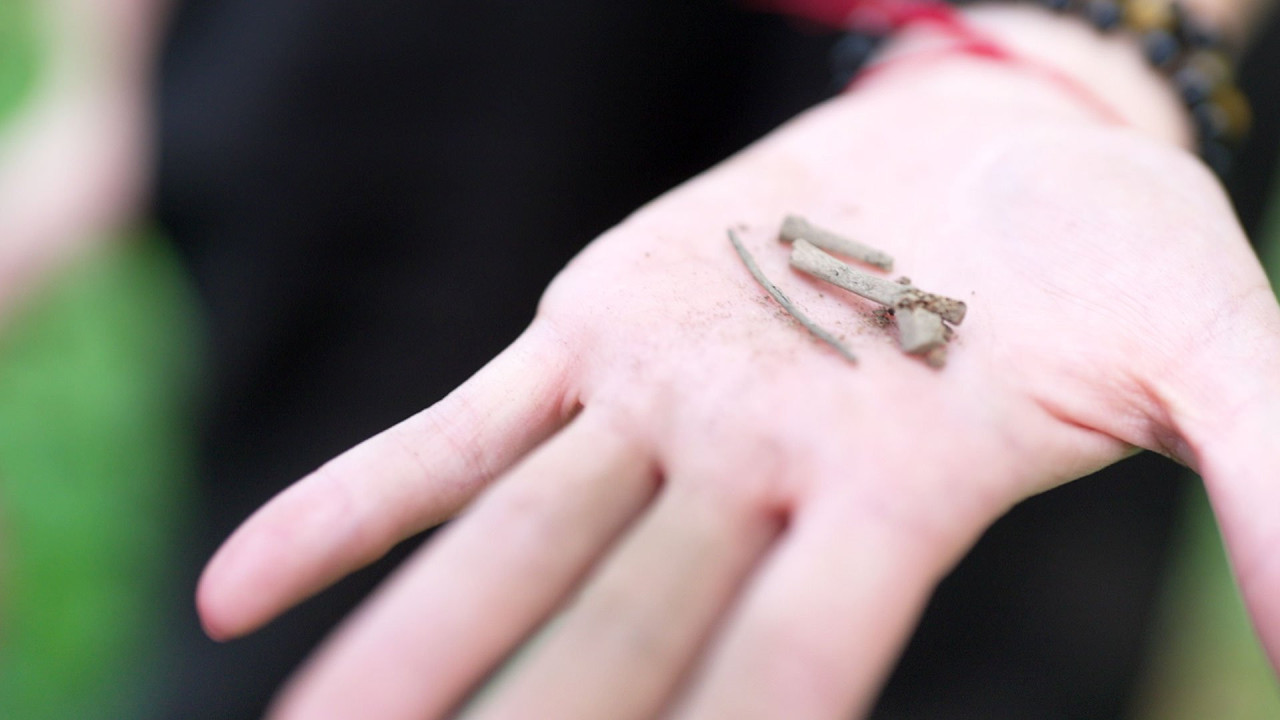 A hand holding vine branches