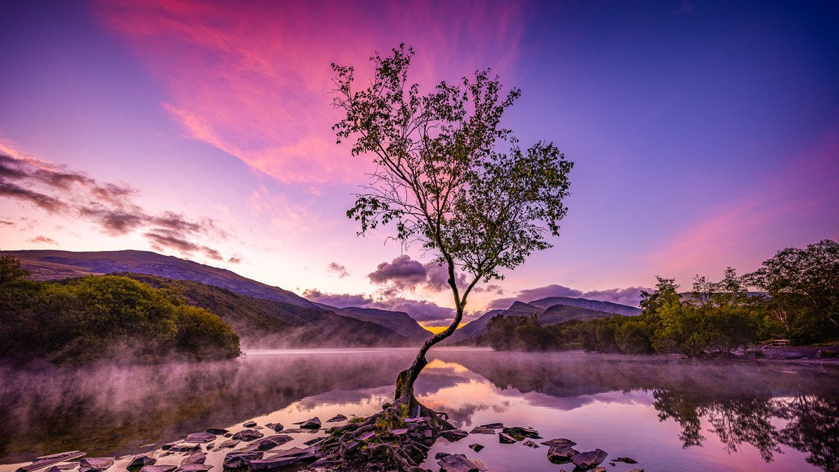 A lone tree in Eryri