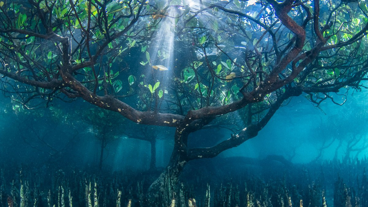 Underwater roots of a mangrove tree at the Bunaken National Marine Park, Sulawesi Island, Indonesia