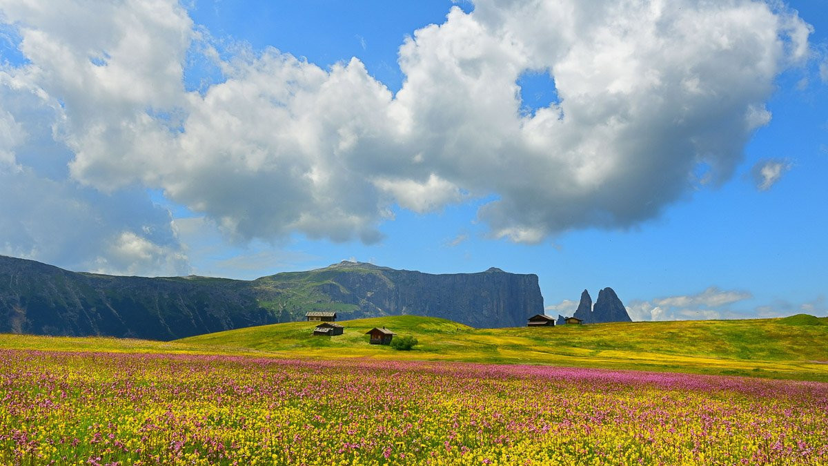 Flowers in The Dolomites, South Tyrol