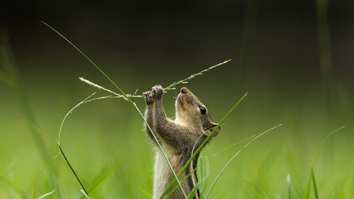 A squirrel in the grass