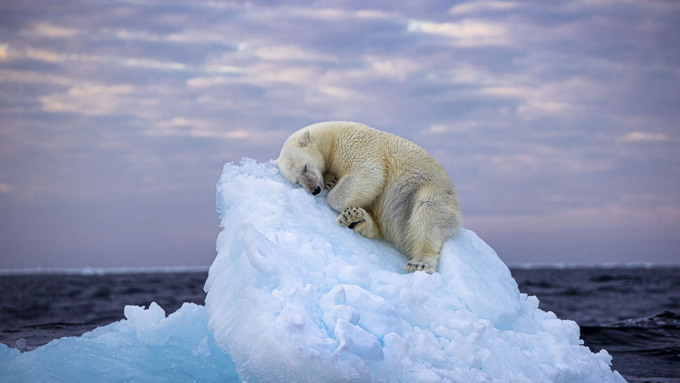 Polar bear asleep on a small iceberg, Norway