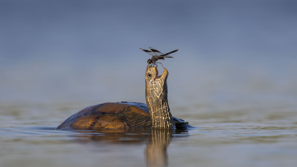 A Balkan pond turtle and a northern banded groundling dragonfly