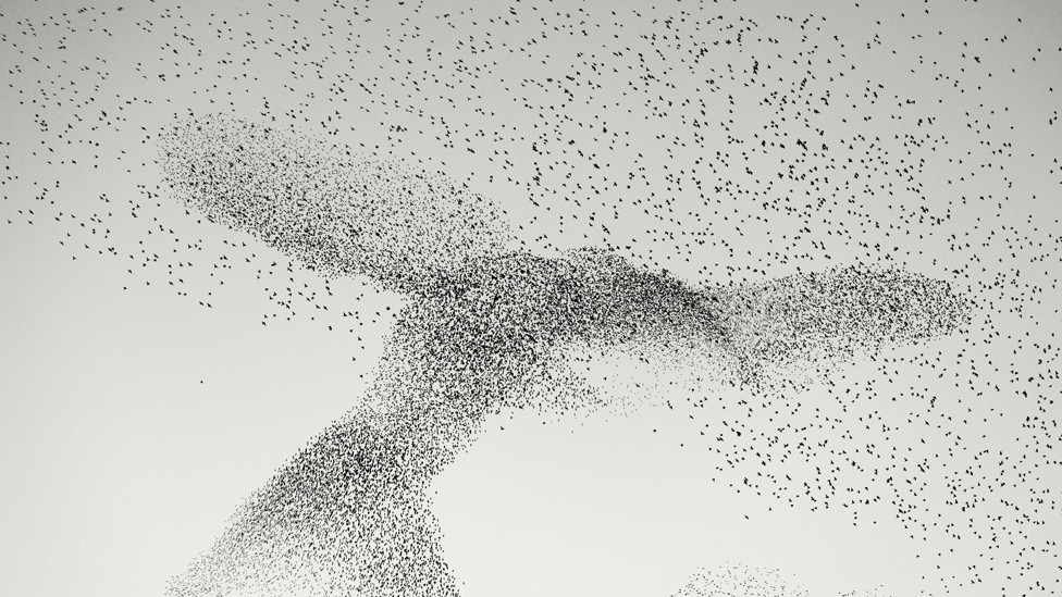 A starling murmuration in the sky over Rome, Italy